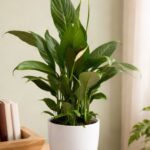 Peace lily Plant