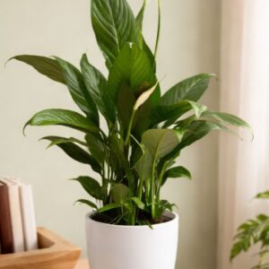 Peace lily Plant