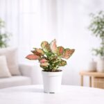 Aglaonema Pink Beauty Plant