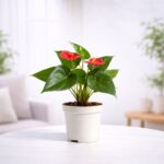 Anthurium Red Plant