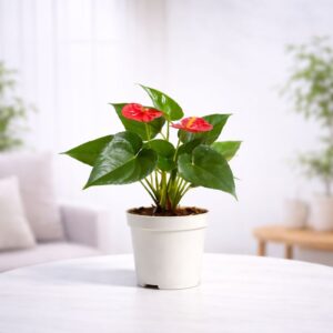 Anthurium Red Plant