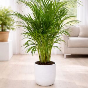Areca Palm