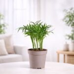 Bamboo Palm Plant