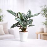 Calathea Sanderiana Plant