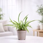 Chlorophytum Spider Plant