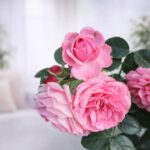Desi Gulab Plant – Scented Desi Rose Plant