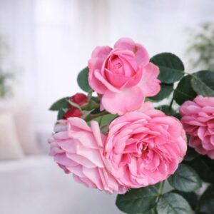 Desi Gulab Plant – Scented Desi Rose Plant