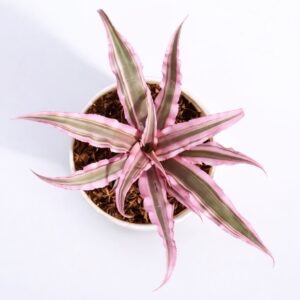 Earth Star Plant - Pink