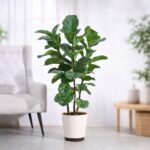 Ficus Lyrata Bambino -XL