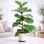 Fiddle Leaf Fig Plant