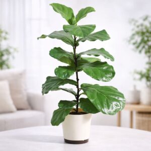 Fiddle Leaf Fig Plant