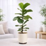 Fiddle Leaf Fig Plant - Bambino