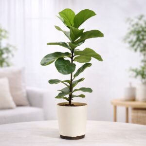 Fiddle Leaf Fig Plant - Bambino