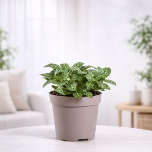 Fittonia Green Plant (Nerve Plant)