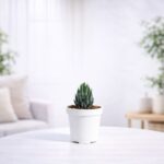 Haworthia Coarctata Plant