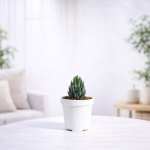 Haworthia Coarctata Plant