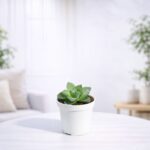 Haworthia Cymbiformis Plant