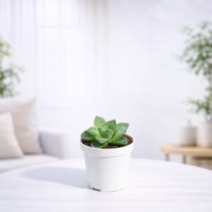 Haworthia Cymbiformis Plant