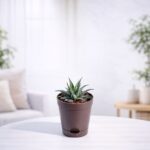 Haworthia Fasciata Plant