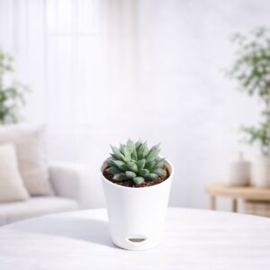 Haworthia Maculata Plant