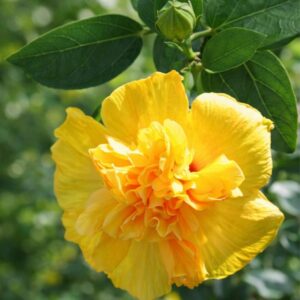Hibiscus Yellow Double plant - Jaswand, Gudhal