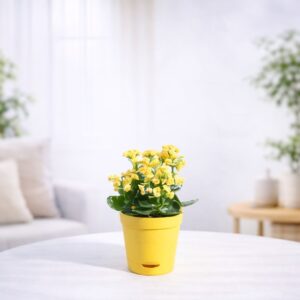 Kalanchoe Plant - Yellow