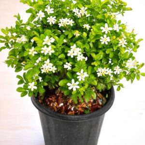 Kamini Plant - Madhukamini, Murraya Kionegi