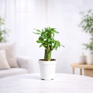 Lotus Bamboo Plant 3 sticks