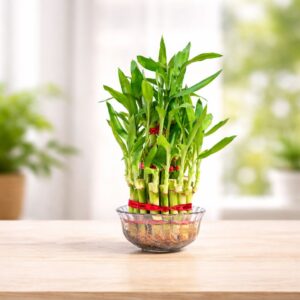 Lucky Bamboo plant