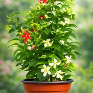 Madhumalti Plant - Rangoon Creeper