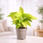 Money Plant Golden