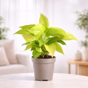 Money Plant Golden