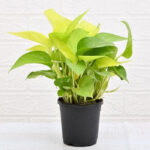 Air-Purifying Plants