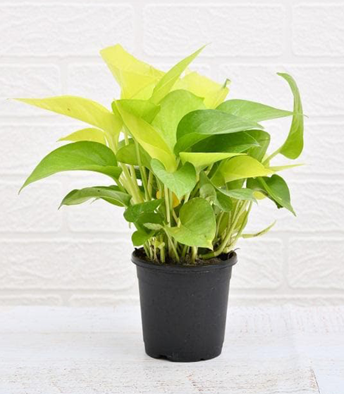 Air-Purifying Plants