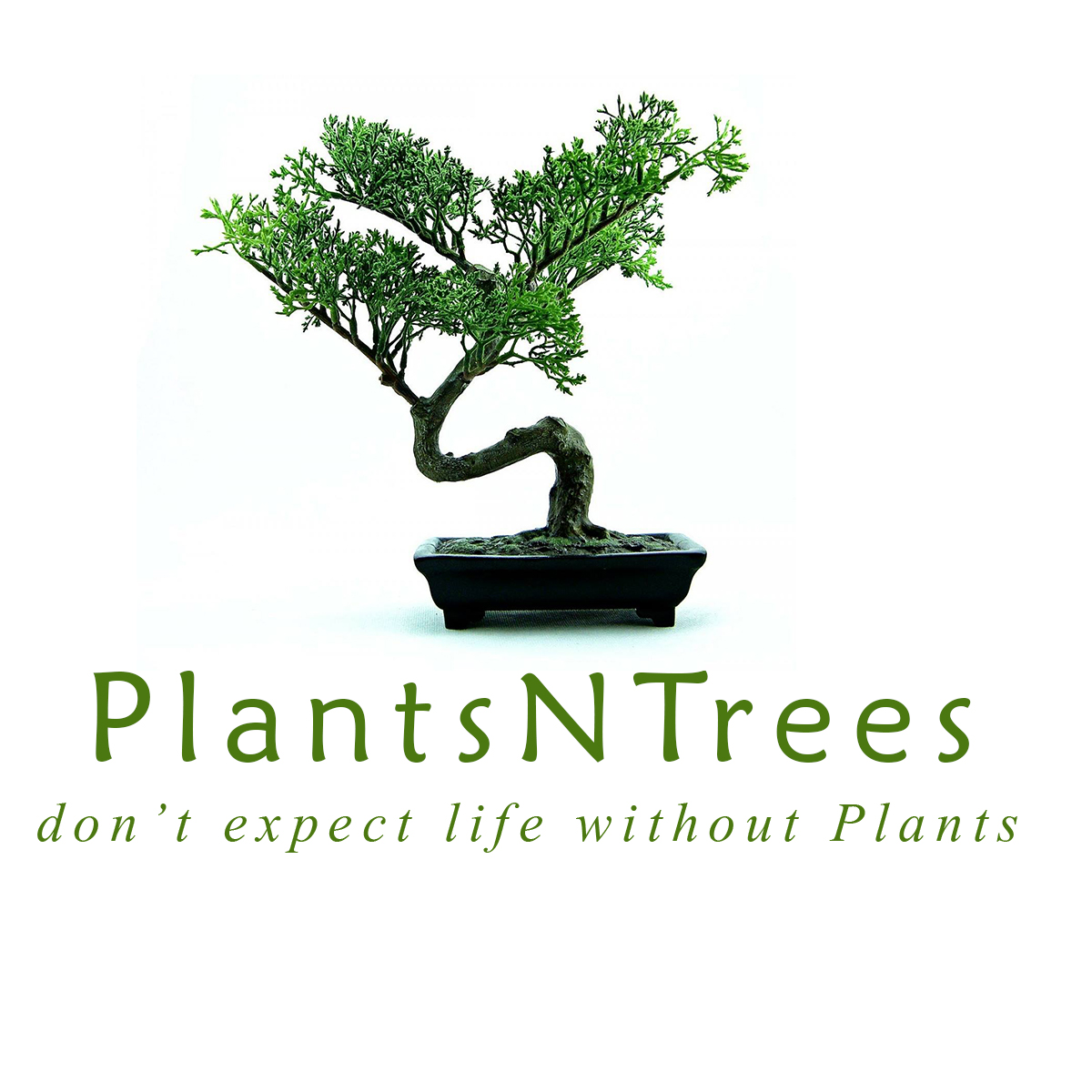 PlantsNTrees