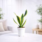 Snake Plant - Futura Superba