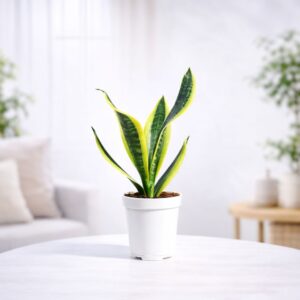 Snake Plant - Futura Superba