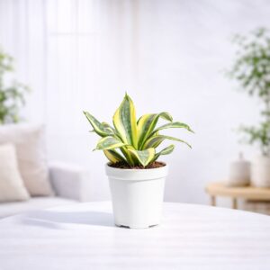Snake Plant - Golden