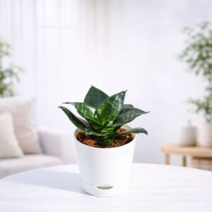 Snake Plant - Green