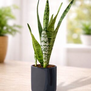 Snake Plant