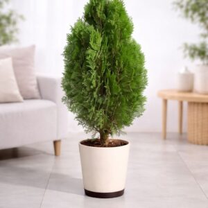 Thuja Plant