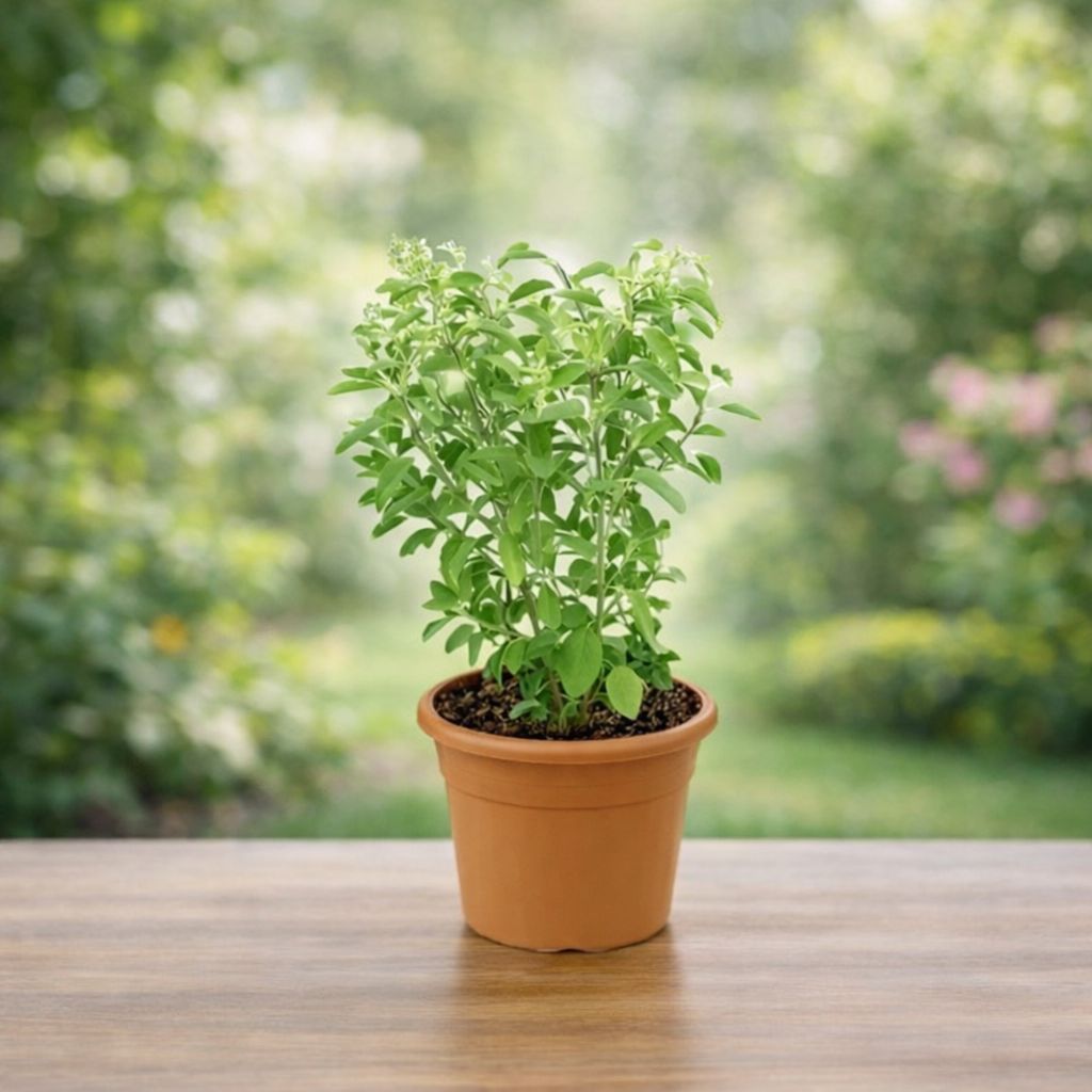 Medicinal & Aromatic Plants